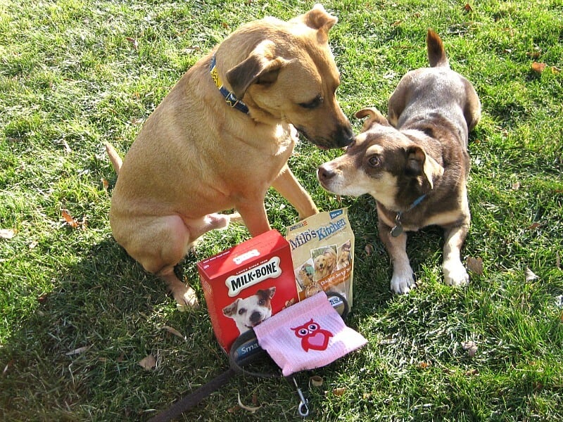 tan and brown dog playing in front of box and bag of dog treats