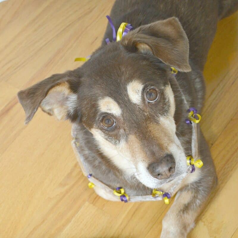 overhead view of brown and tan dog wearing lei made of dog treats looking at camera