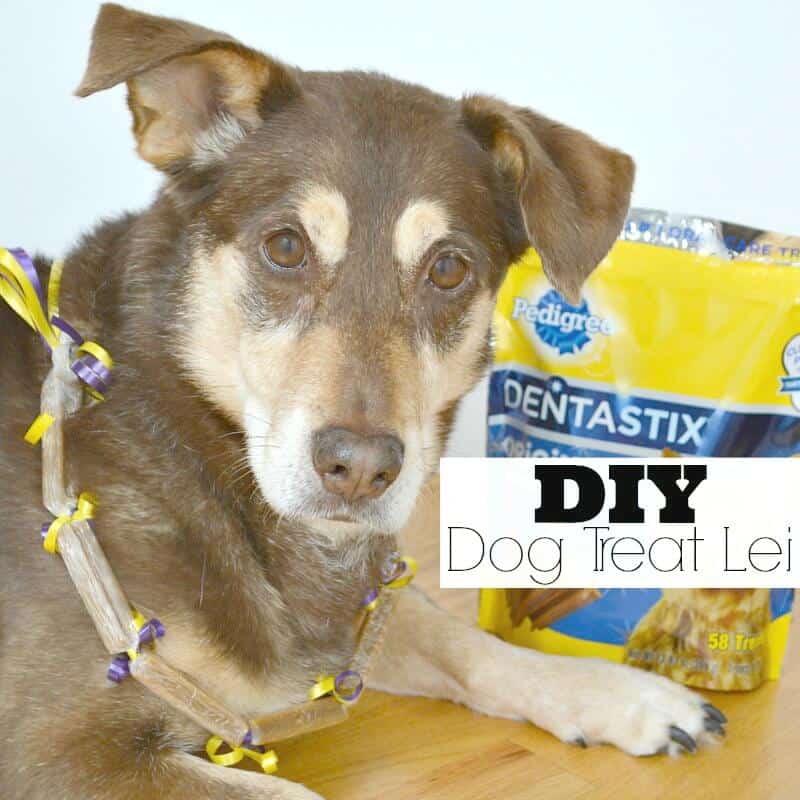 DIY Dog Treat Lei