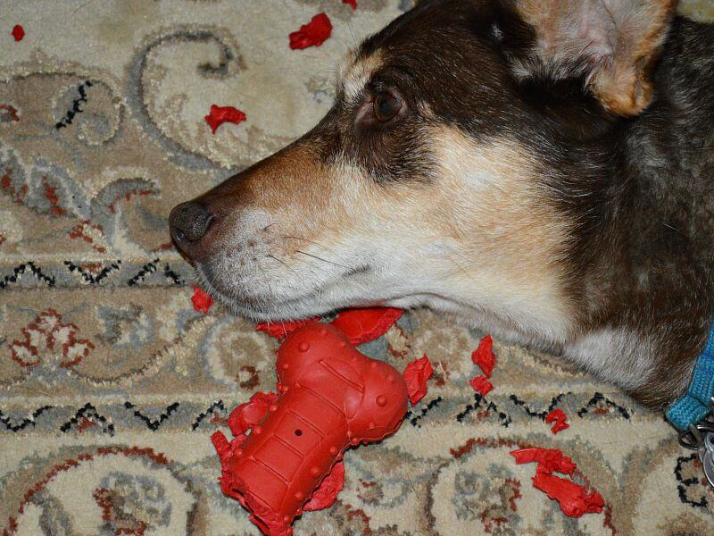 close up of brown and tan dog's head next to chewed up red rubber bone
