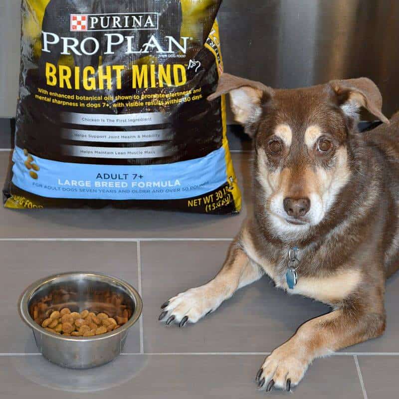 brown and tan dog with annoyed expression laying on grey tile floor next to black bag of dog food and silver bowl of dog food