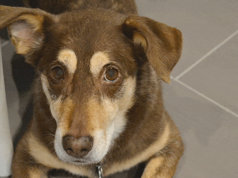 gif of a brown and tan dog winking