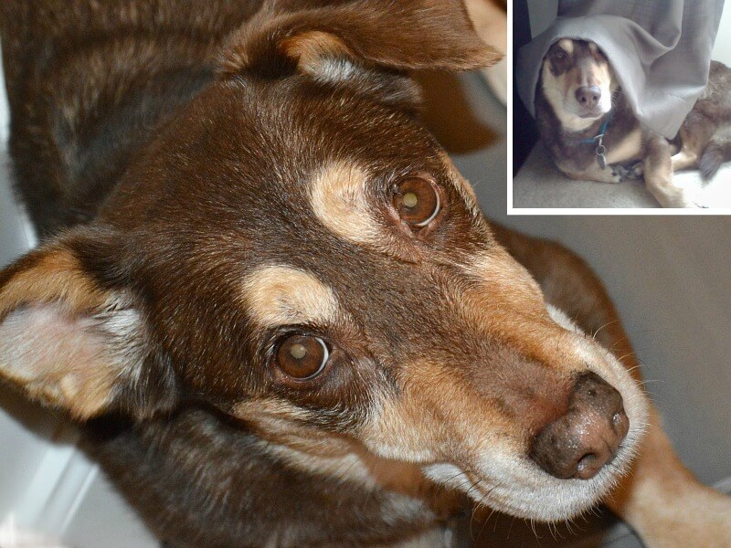 close up of brown and tan dog looking up at camera with inset of image of the same dog with curtain on its head