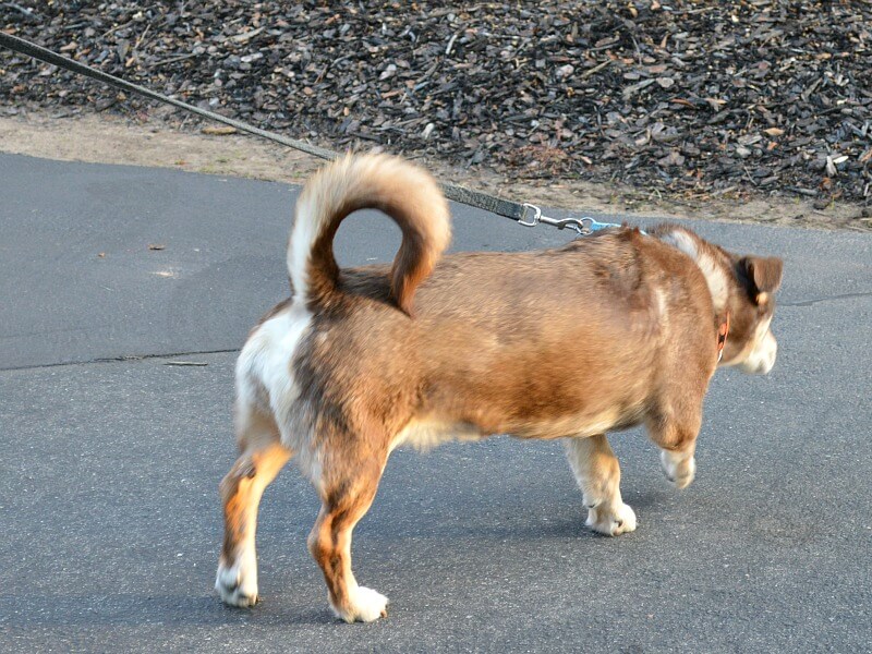 brown and tan dog on black leash walking on paved path