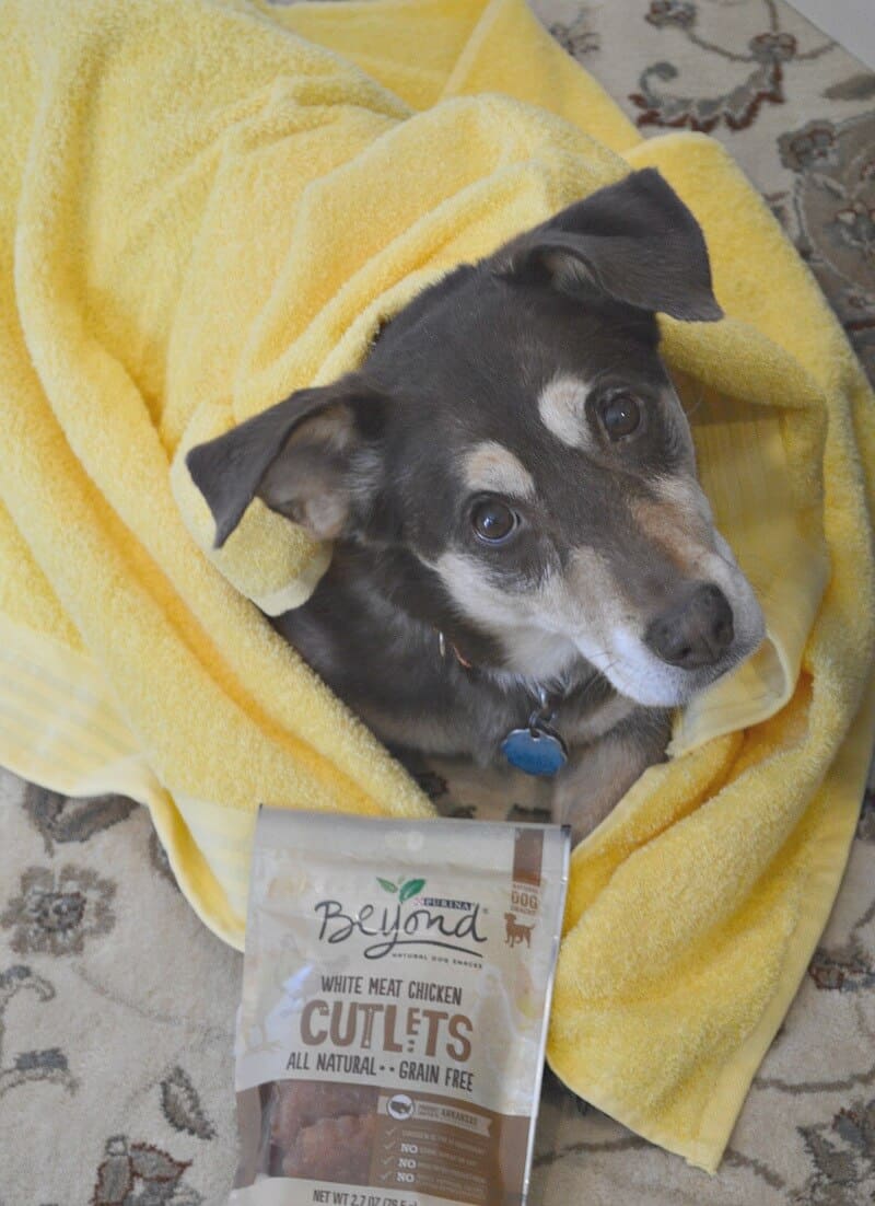 brown and tan dog wrapped in yellow towel next to tan bag of dog treats on tan rug