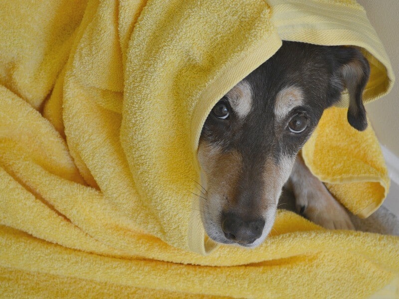 brown and tan dog wrapped in hooded yellow towel peaking up looking at camera