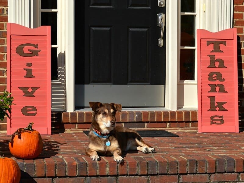 black front door with orange shutter on either side saying "give thanks" and brown and tan dog laying on brick step in front