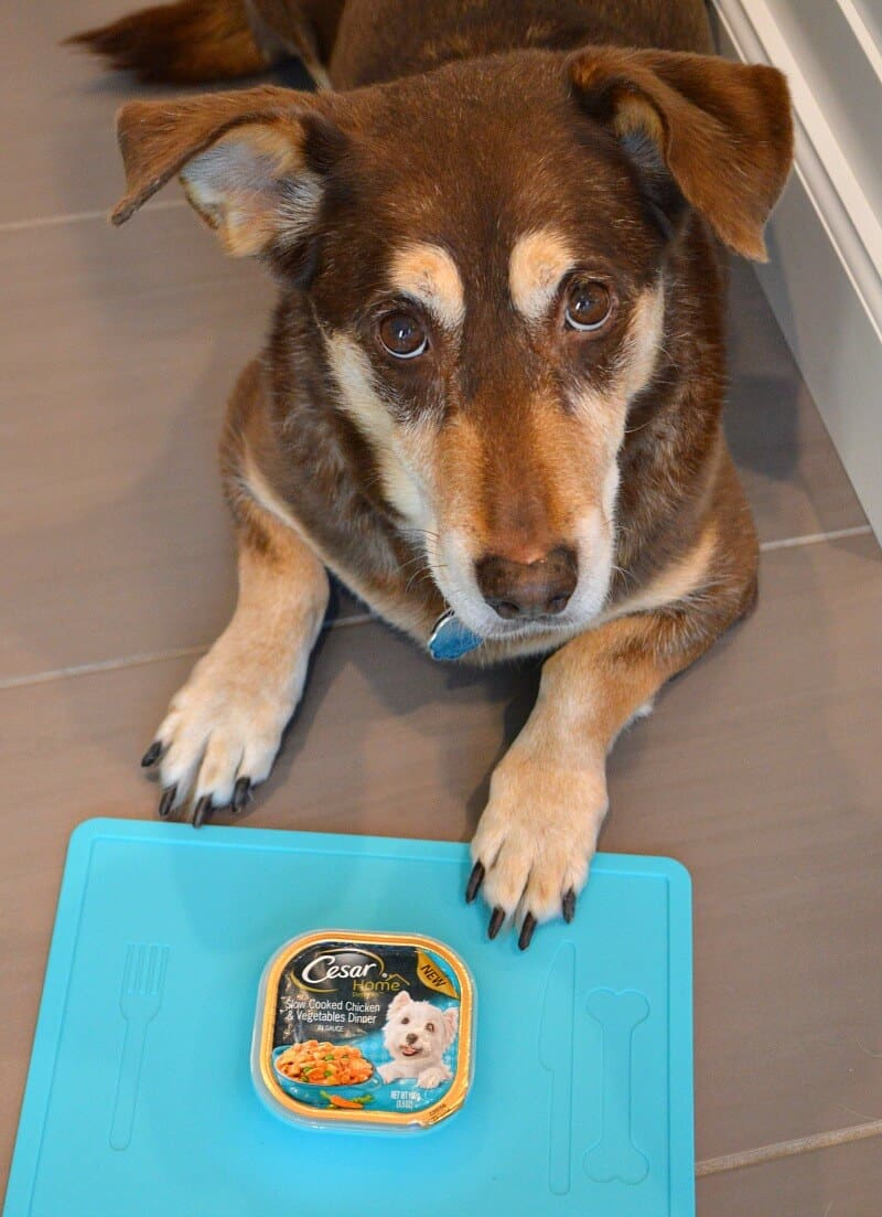 brown and tan dog looking at cameral with paw next to dog food container