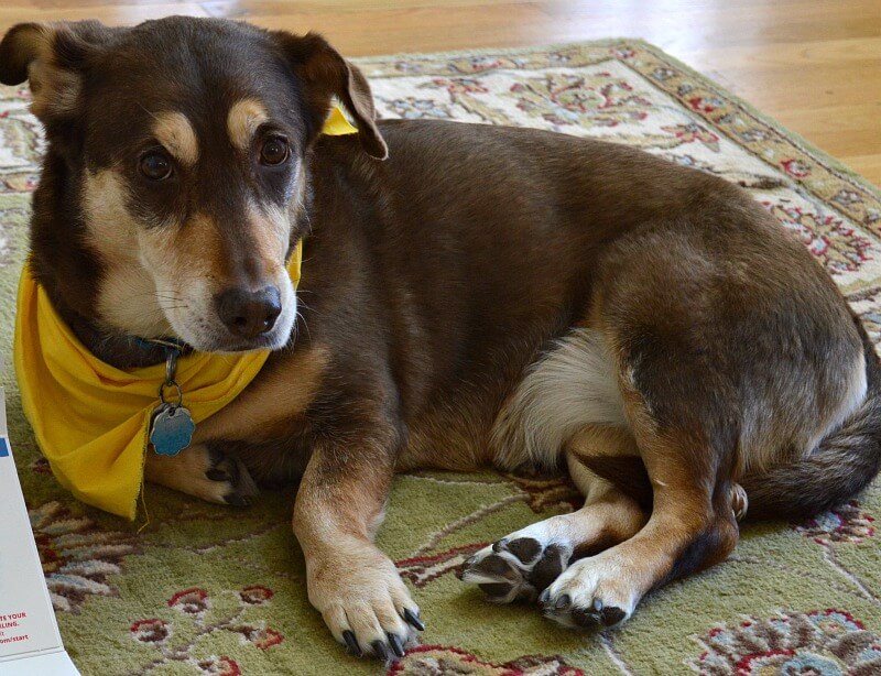 brown and tan dog with yellow scarf laying on green rug