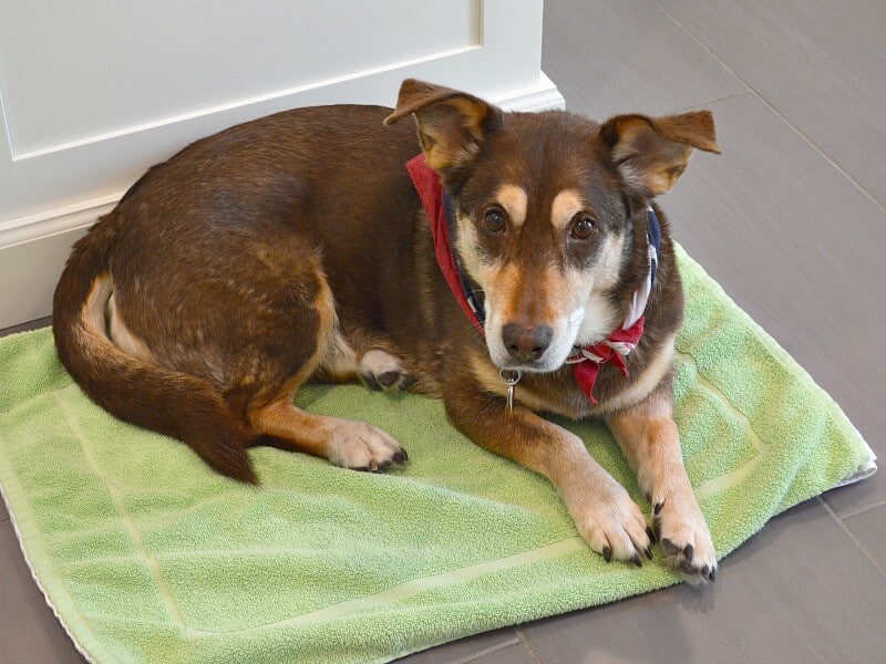 brown and tan dog with bandanna on green mat.