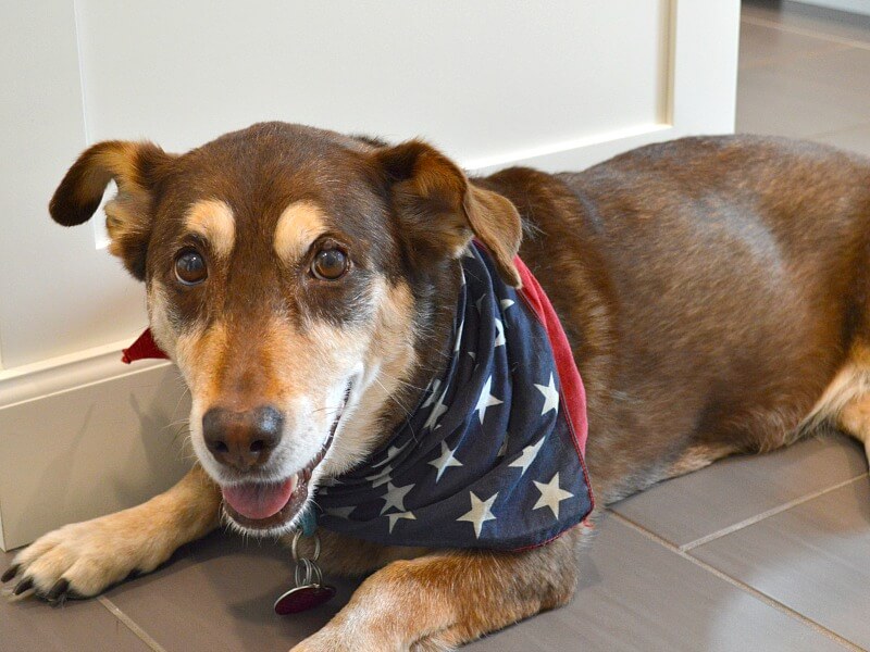 brown and tan dog wearing American flag bandana laying down and smiling.