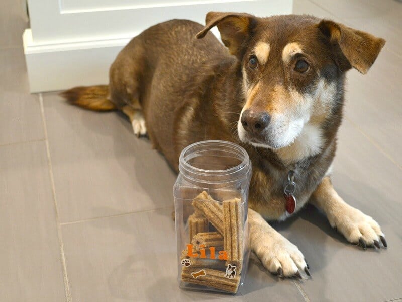 brown and tan dog sitting next to jar of dog treats