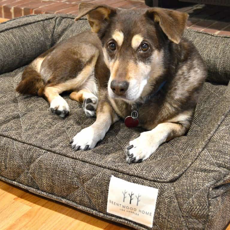 Brentwood Home Runyon Pet Bed Review