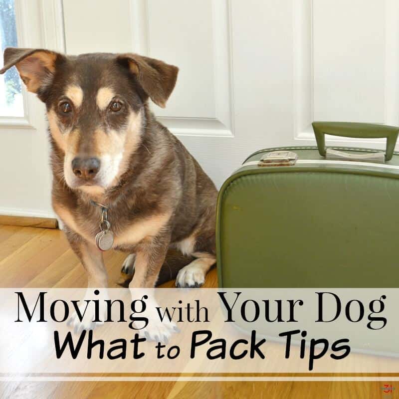 Dog sitting next to green suitcase with text overlay