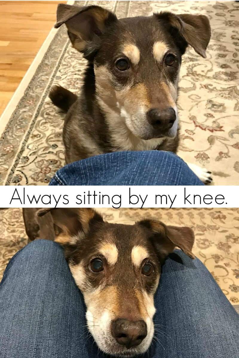 top image - dog by person's knee looking at person, bottom image - brown and tan dog with head on person's lap with title text reading Always sitting by my knee.