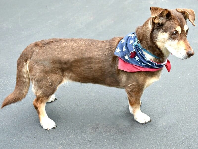 brown and tan dog with flag bandanna looking at something