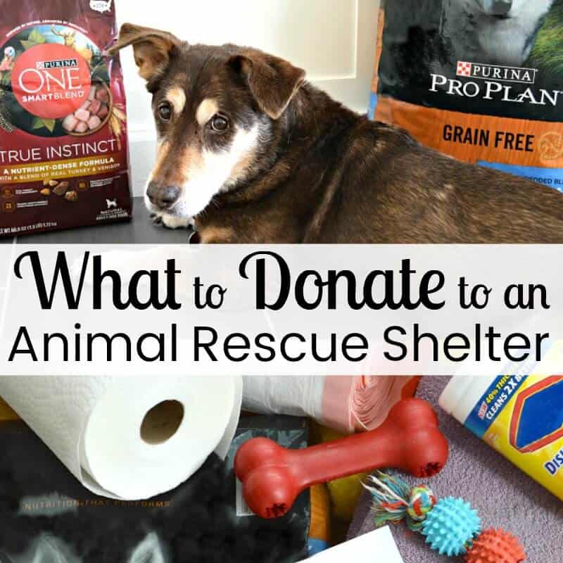 Dog looking at camera surrounded by bags of dog food, dog toys and cleaning supplies with title text reading What to Donate to an Animal Rescue Shelter