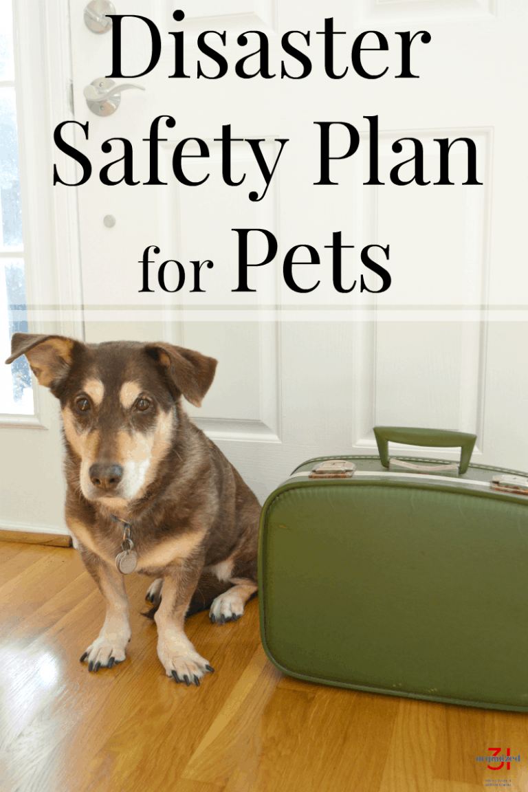 Disaster Safety Plan Tips for Pets - Organized 31