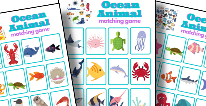 close up of three colorful ocean animal game cards